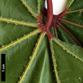 SpeciesSub: subsp. campbellii